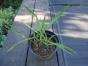 Sumpfschwertlilie - gelbe Schwertlilie - Wasserlilie