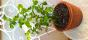 Versuch - Zimmertomaten Rubinus