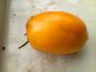 Yellow Fire Tomate