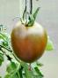 Tomate Roter Heinz 