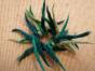 Achimenes Misera 15  rhizome