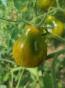 Zuckertraube Tomate