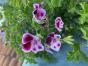 Weisser Schopfsalbei 'White Swan'