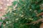 Zuckermais Stowells Evergreen