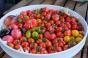 Tomate Rote Ribisel / rote Johannisbeere