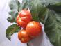 Tomatensamen 5 Sorten 1 Ticket
