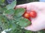 Tomatensamen 5 Sorten 1 Ticket