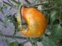 10 Tomatensamen Rumcake Baba