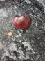 Tomatensaat 