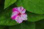 Mirabilis  10 Samen gem.