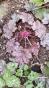 winterharte Chrysantheme-rosa+