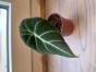 Alocasia ...