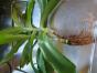 Tradescanthie