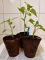 Rose von Jericho -Auferstehungspflanze-