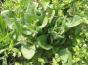 Rose von Jericho -Auferstehungspflanze-