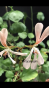 Sauerampfer Pelargonie 