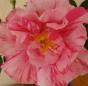 Apothekerrose