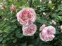 Versch. Rosenpelargonien + Pelargonien unbewurzel.Stecklinge