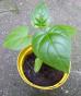 Tamarillo Tomatenbaum