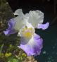 3 Hohe Iris/ Schwertlilie 