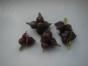 Tradescantia zebrina purpur