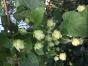Hopfenplanze