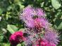 Stockrose rot/pink