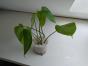 Stammsteckling Dieffenbachia 