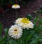 Ringelblumen, ...