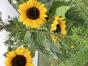 Sonnenblumen ...
