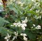 Russischer Knoblauch 