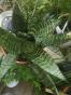 Colocasia Pink China