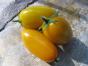 Zwergtomate Venus
