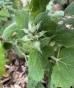 Zucchini 