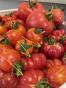 Tomate Zuckerbusch 