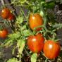 Tomate Zuckerbusch 