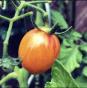 Tomatensamen versch.Sorten