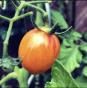 verschiedene Tomatensorten/5x