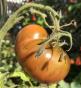 verschiedene Tomatensorten/5x