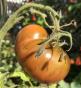 Tomaten-Samen 2021 - 2023