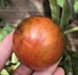Tomate Zuckerbusch 