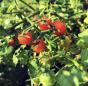 verschiedene Tomatensorten/5x