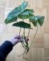 Philodendron ...