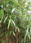 Palmblatt-Bambus