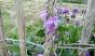 Rapunzelglockenblume