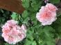 Pfefferminzpelargonie 