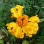 Leopardenblume