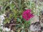 Rosa Gelenkblume