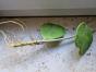 Peperomia Milano