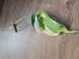 Monstera Dubia